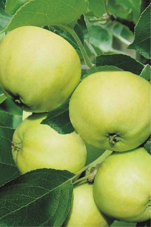 Яблоня Папировка (саженец с этикеткой) 1шт (Сиб сад)