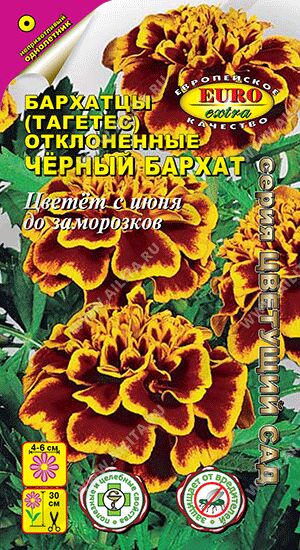 Бархатцы Черный бархат отклоненные