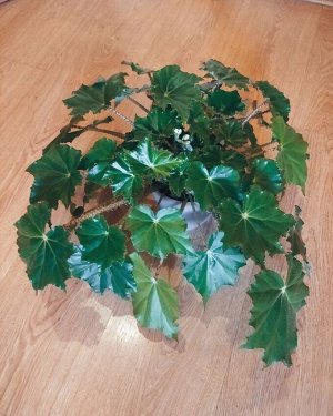 Бегония Begonia ricinifolia