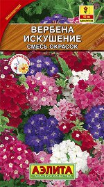 Вербена Искушение, смесь окрасок (2023; 83.09.09)