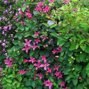 Клематис (Clematis Koningin Maxima) класс А ОКС
