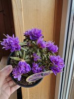 Рододендрон руссатум