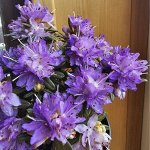 Садовые рододендроны Руссатум в наличии
