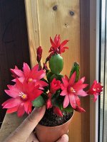 Рипсалис микс