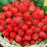 Клубника Альбион