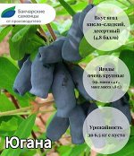 Жимолость &quot;Югана&quot;