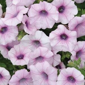 Ампельная гибридная петуния SHOCK WAVE PINK VEIN