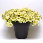 Петуния гибридная ампельная E3 Easy Wave Yellow