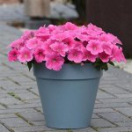 Петуния гибридная ампельная E3 Easy Wave Pink Cosmo