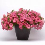 Петуния гибридная ампельная EASY WAVE CORAL REEF