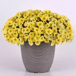 Петхоа Caliburst Yellow
