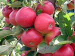 Яблоня колоновидная  NEW