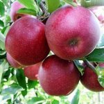 Яблоня колоновидная  NEW