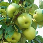 Яблоня полукультурная