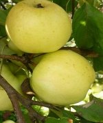 Яблоня полукультурная