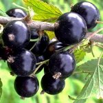 Смородина чёрная ГИГАНТ