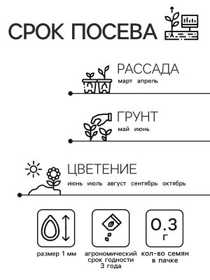 Сальвия Хорминумовая, смесь окрасок, О, 0,3 г