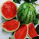 А вы уже посеяли арбуз для рассады? Сейчас самое время