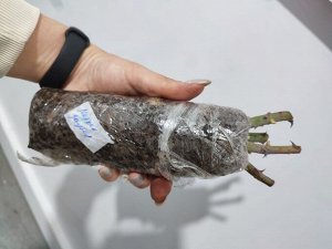 Роза мархен заубер