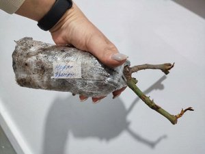 Роза Черри Бренди