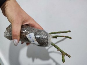 Роза шанте Фото от 18.04
Роза чайно-гибридная Шанти (Shanty). Это яркая, радующая глаз роза! Цветет все лето. Цветки диаметром 8-10 см, от оранжево-желтых до оранжево-красных, прочные, невыгорающие, в