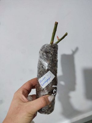 Роза пинк гротендорс