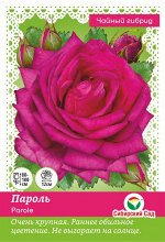 Роза Пароле (Чайно-гибридная) &quot;СИБИРСКАЯ САДОВНИЦА&quot; 1шт (Сиб сад)