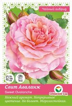 Роза Свит Аваланж (Чайно-гибридная) &quot;СИБИРСКАЯ САДОВНИЦА&quot; 1шт (Сиб сад)