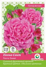 Роза Пеона Свит (Грандифлора) &quot;СИБИРСКАЯ САДОВНИЦА&quot; 1шт (Сиб сад)