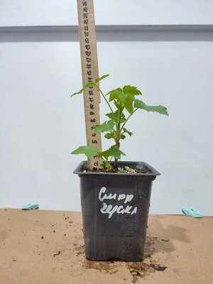 Смородина черная Геракл, саженец