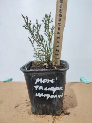 Саженцы Можжевельник тамарисцифолия р9