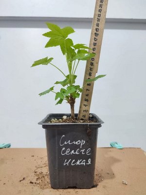 Смородина черная Селеченская, саженец