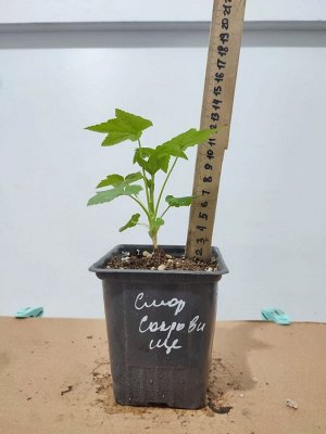 Смородина черная Сокровище, саженец