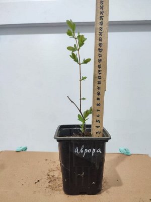 Жимолость Аврора, саженец