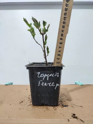 Жимолость Гордость Бакчара, саженец