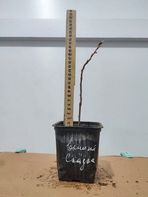 Вишня войлочная Сказка