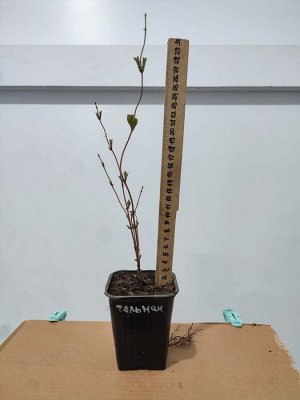 Жимолость декоративная тельмана