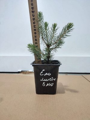 Саженцы Ель мисти блю 10-15 см