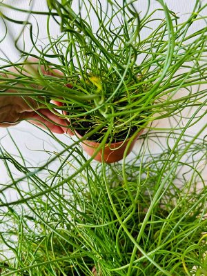 Juncus Джункус спиральный