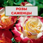 Саженцы Роз