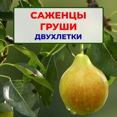 Саженцы Груши, двухлетки