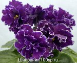 Фиалка ЛИС-Королева Востока, новинка!