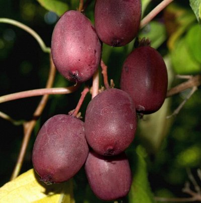 Декоративные и плодовые Поиск Сезон весна 2026г