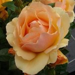 Семенной картофель, цветы, семена
