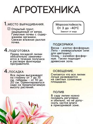 Лилия Восточная «Касабланка», луковица в пакете с перфорацией, р-р 12/14, 3 шт.