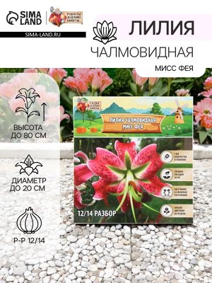 Лилия Чалмовидная «Мисс Фея», луковица в пакете с перфорацией, р-р 12/14, 3 шт.