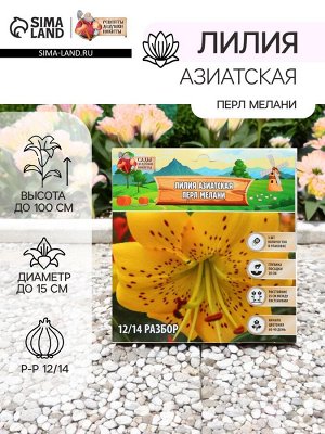 Лилия Азиатская «Перл Мелани», луковица в пакете с перфорацией, р-р 12/14, 3 шт.