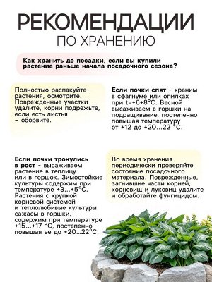 Хоста "Francee", р-р I, размер M,1 шт, Весна 2025