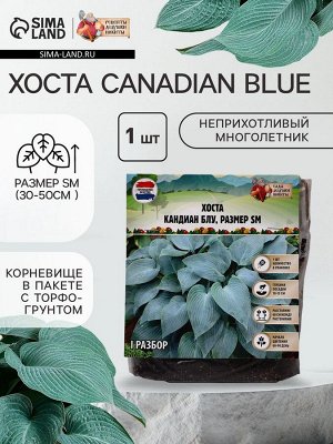 Хоста "Canadian Blue", р-р I, размер SM,1 шт, Весна 2025