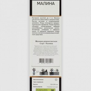 Малина ремонтантные сорта "Поляна ", 1 шт, туба, Весна 2025